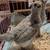 Lavender Pullets 3 thumbnail