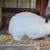Rabbit California Doe Pet or Farm 1 thumbnail