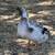Male Ducks 9 thumbnail