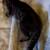 Spotted Egyptian Mau kitten 3 thumbnail