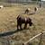 Full Blood Boer Male Goat 4 thumbnail