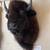 Plains Buffalo or American Bison Head 4 thumbnail