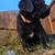 English Labrador 2 thumbnail