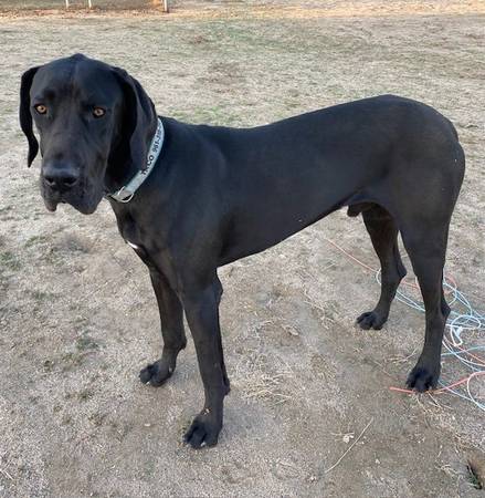 Lost Dog (Hemet)63280351726721122