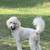 3yo CKC Goldendoodle 3 thumbnail