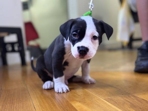 Puppy bully63875536162179122