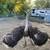 Ostriches 6 thumbnail