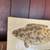 Roger Capron Style Ceramic Tile – Prehistoric Fossil Fish 2 thumbnail