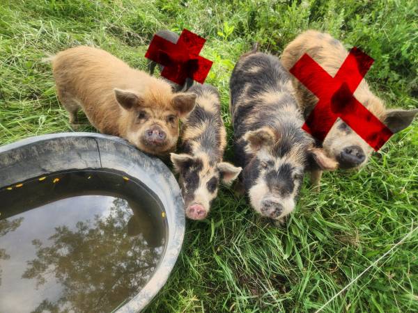 Kune Herd Downsizinf 1