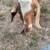 Mixed Spanish and boar goats 3 nannies and 2 males 5 thumbnail