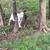 Goats-Nigerian dwarf 4 thumbnail