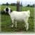 Nigerian Dwarf buckling 2 thumbnail