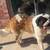 2 1/2 year old St. Bernard 3 thumbnail
