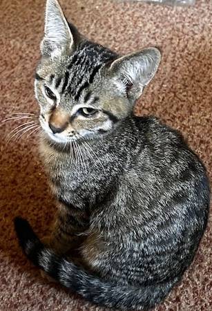 4mo kitten male needs home (Portland)63842373158017120