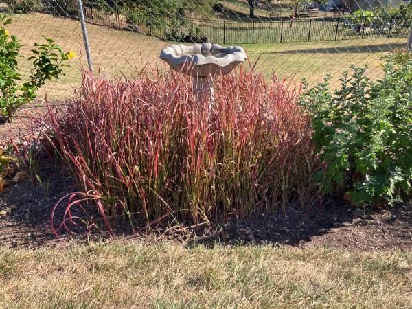 Blood Grass 1