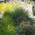 🌿 Dylan Gardening Services 🌿 7 thumbnail