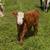 Mini Moooos!! 9 thumbnail