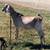 ADGA Purebred Nubian Buck 1 thumbnail