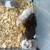 Syrianhamster 6 thumbnail