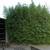 Bamboo Plants for Privacy ~ Expert Advice ~ Delivery Available 10 thumbnail