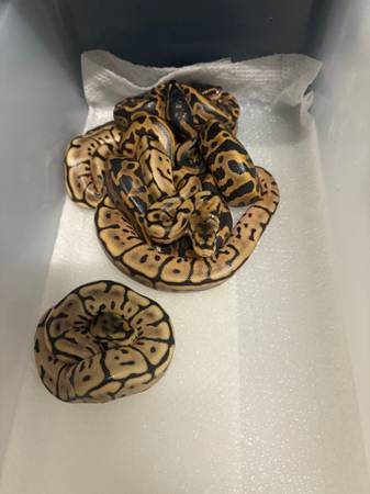 Leopard YB / Leopard Spider YB Ball Python (Chesapeake)63882942647553120