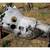 Free, automatic transmission, Chevy, Buick, Olds, Pontiac, ST300 4 thumbnail
