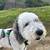 $40 small dog pack walk, $50 medium dog pack walk, $65 big dog pack 4 thumbnail