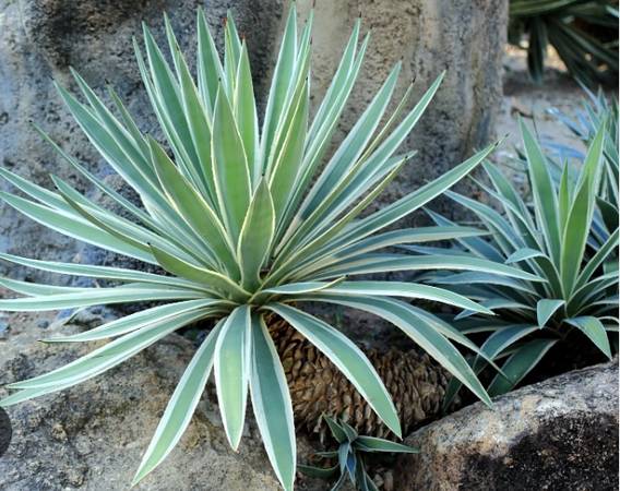 Caribbean Agave - PLEASE READ 1