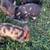 Kune Kune Piglets for sale 4 thumbnail