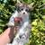 Summer MC Kittens 5 thumbnail