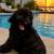 Goldendoodle mini 2 thumbnail