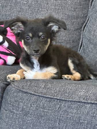 Free rehoming (Centennial)63860184426625123