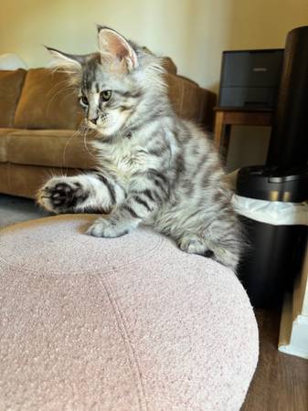 Mainecoon Kitten (napa county)63869605837313123