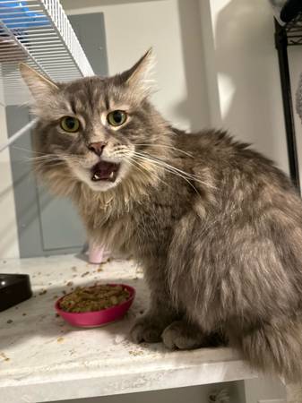 Long haired very affectionate cat (Woodbridge)64673585803523122