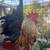 Pair of pet Organic Non-GMO small breed tiny pet black rooster hen chickens 5 thumbnail