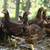 3+ months old Chicken Pullets Ameraucana * Rhode Island Reds RIR * Americana Blu 2 thumbnail