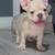 Frenchie Puppy 1 thumbnail