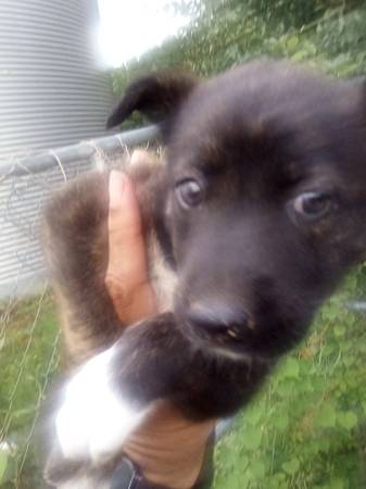Poodle/ Border Collie/ Plot Hound / Beagle (Selma/ Pine Level)63693722111875124