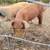 Piglets for sale 5 thumbnail