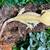 Crested geckos (adults) 7 thumbnail