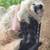 Removing great Pyrenees 2 year old female 2 thumbnail