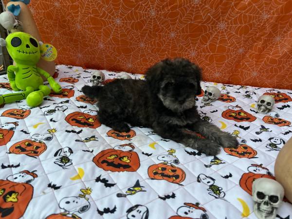 Schnauzer puppies (gilroy)63934079143042122