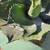 Beautiful, Large Butterfly Agave Plant 3 thumbnail