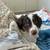 Australian shepherd puppy 3 thumbnail