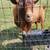 Registered Nigerian dwarf goat doe buck doeling 5 thumbnail