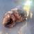 Wood Stump - Artist Wood Carver Succulent Artists Crafters 3 thumbnail