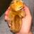 8 female chicks 2 weeks old $8 each 2 thumbnail