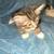 Kittens for free 2 thumbnail
