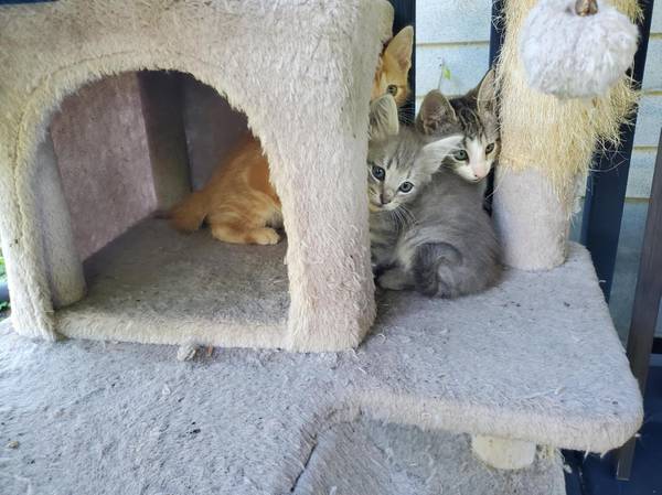 Kittens in need of good home (Maysville)63619037563393121