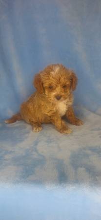 Mini Golden Doodles (Clinton)525527068014039045
